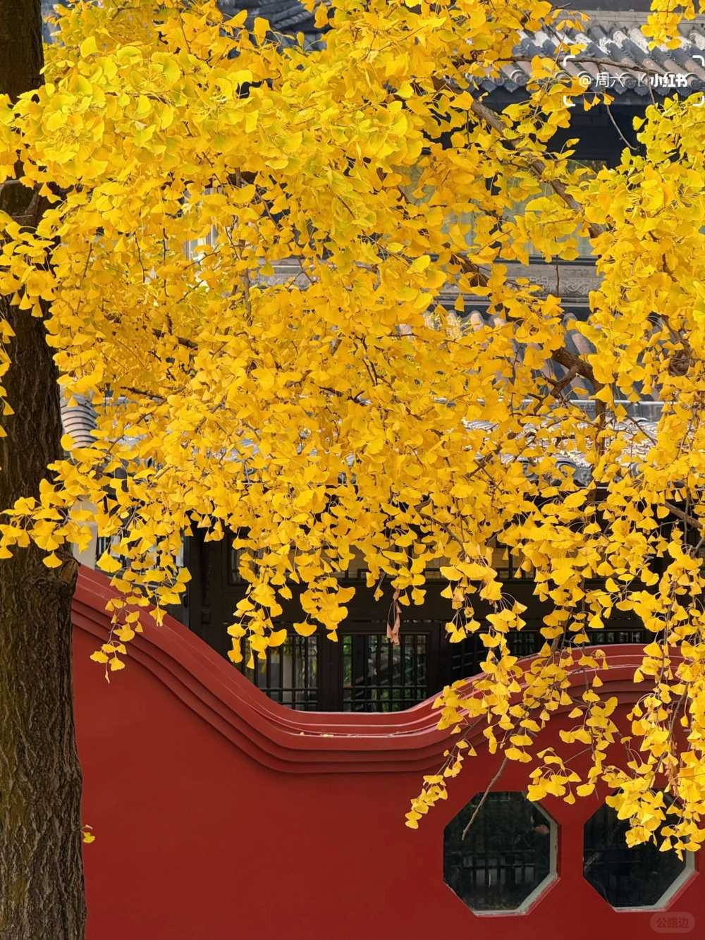 青羊宫银杏浓度10000，已到最佳观赏期 (6).jpg