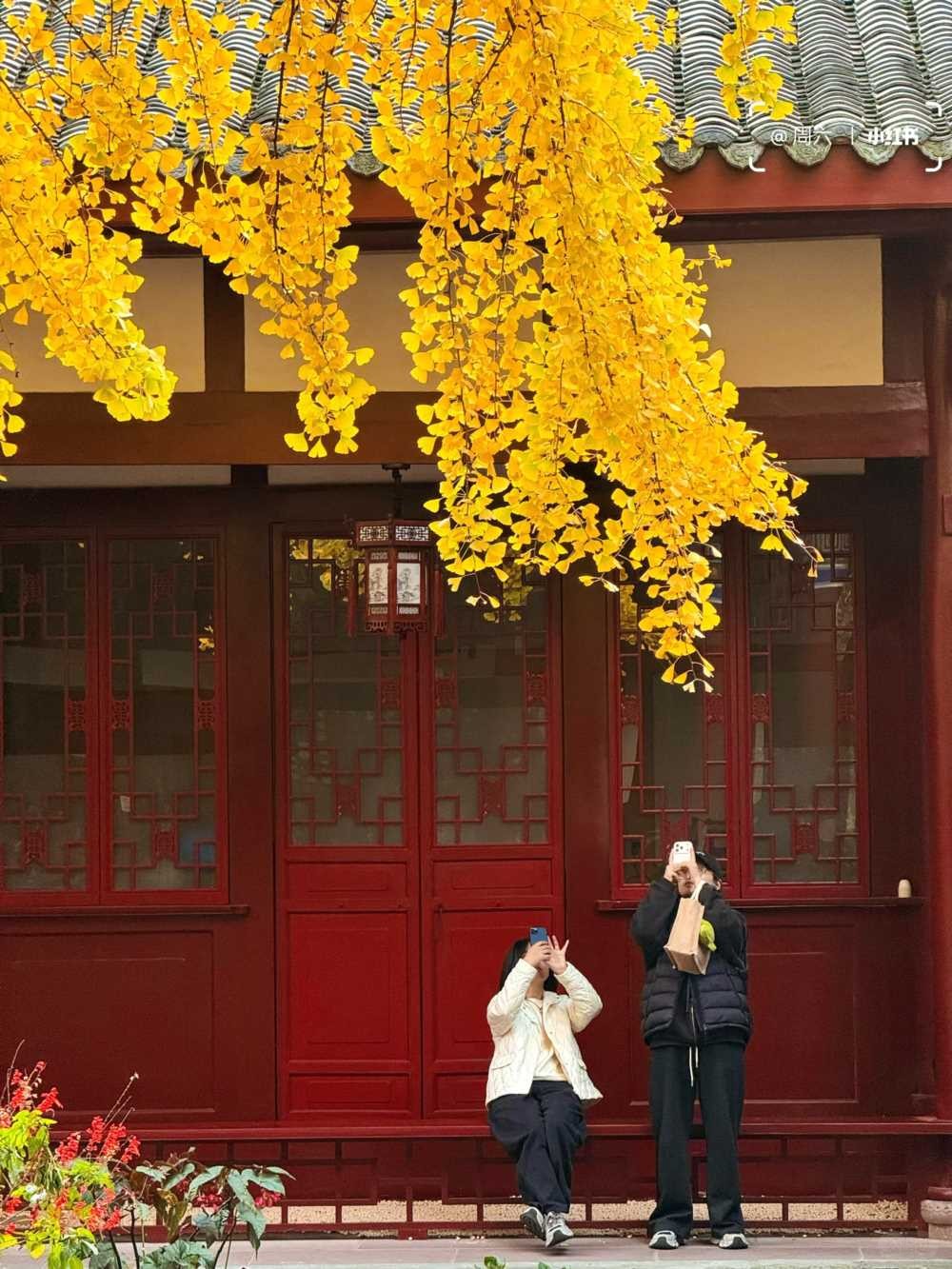 青羊宫银杏浓度10000，已到最佳观赏期 (5).jpg