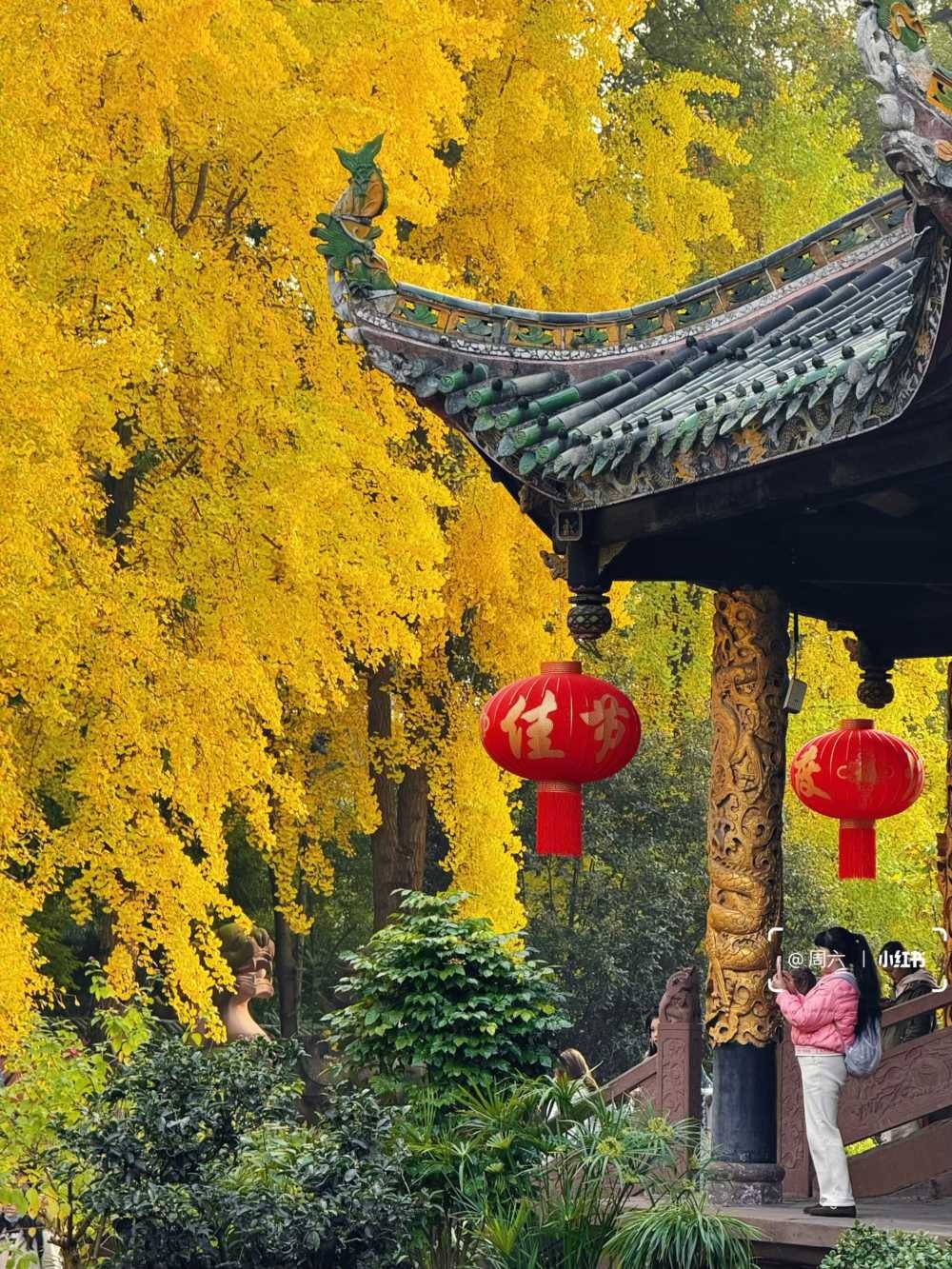 青羊宫银杏浓度10000，已到最佳观赏期 (7).jpg