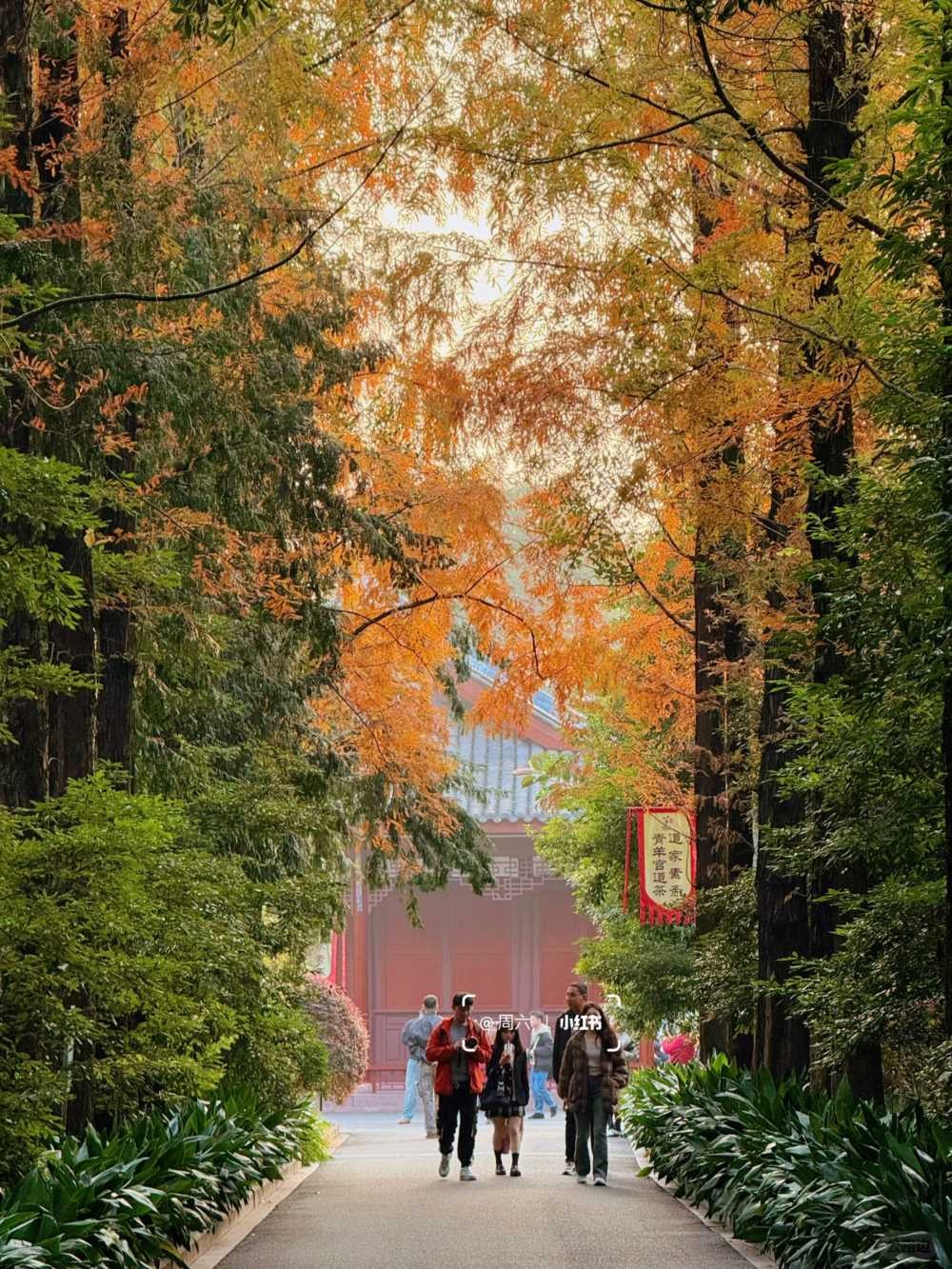 青羊宫银杏浓度10000，已到最佳观赏期 (8).jpg