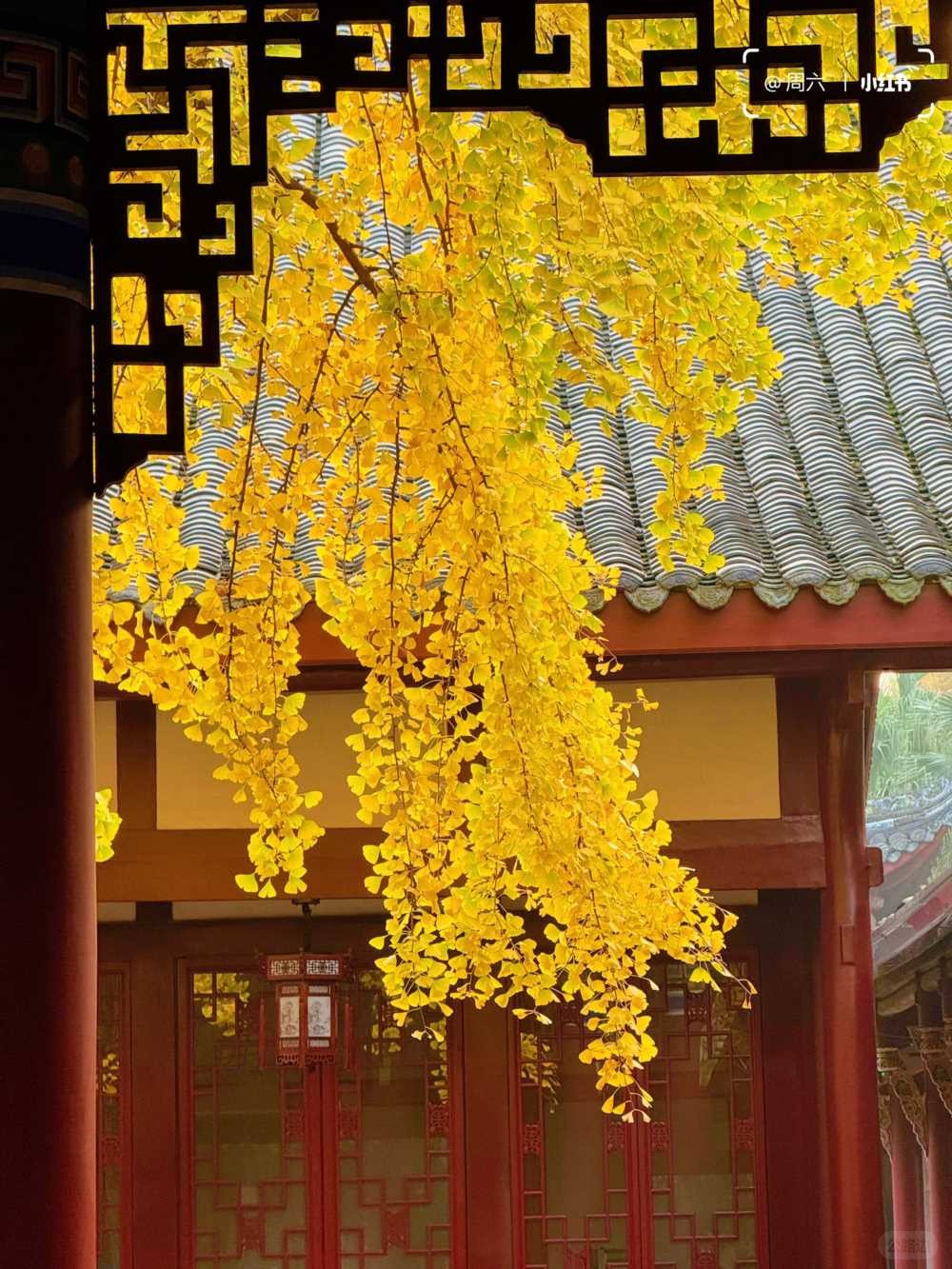 青羊宫银杏浓度10000，已到最佳观赏期 (9).jpg