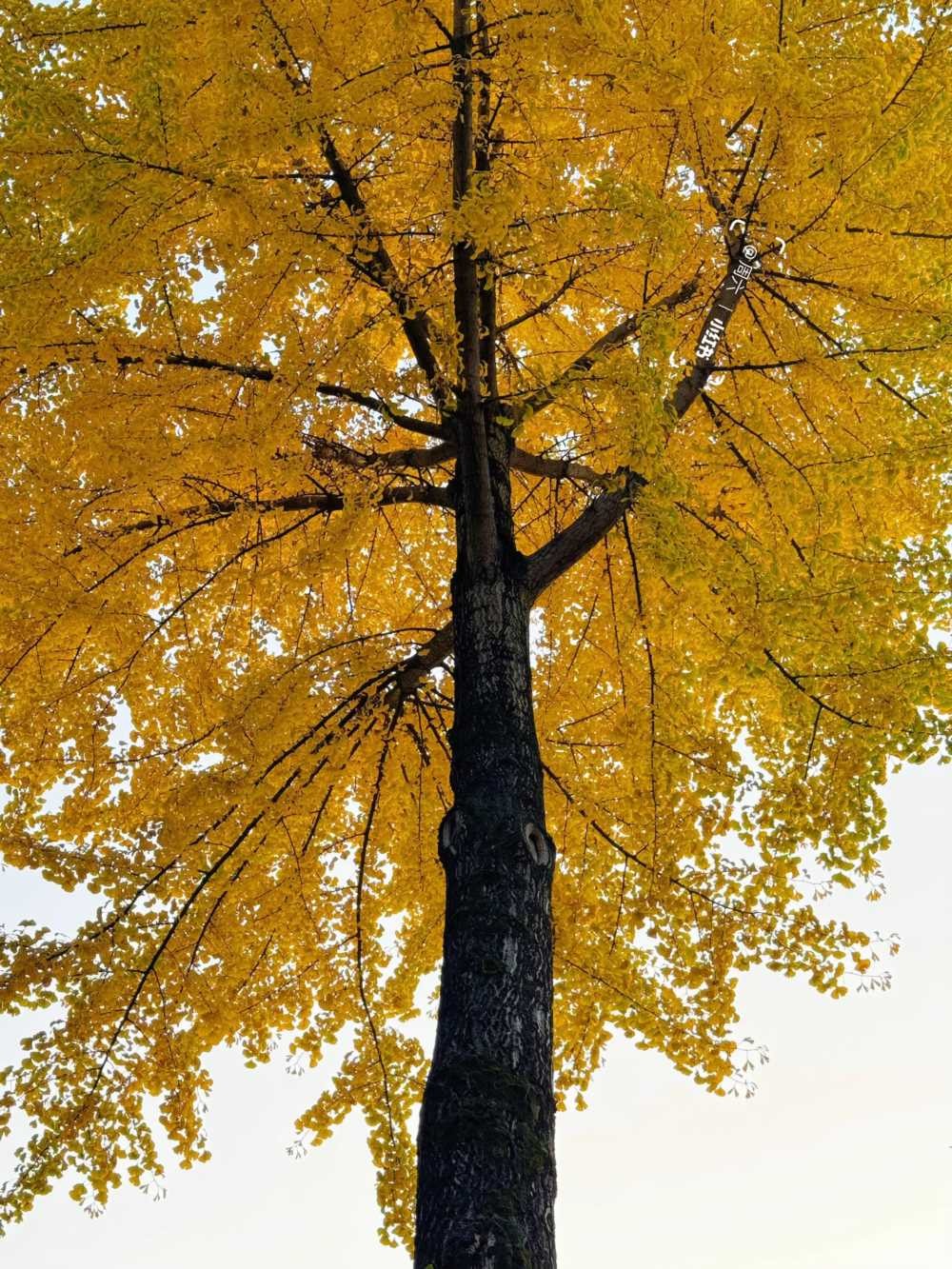 青羊宫银杏浓度10000，已到最佳观赏期 (10).jpg