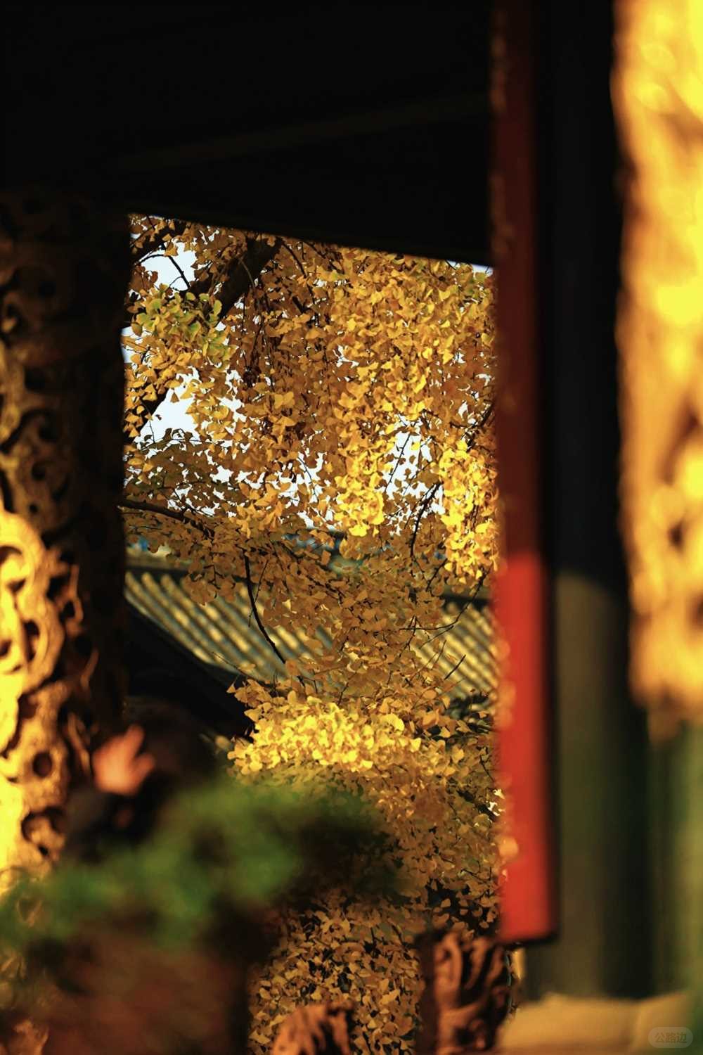2025-12-02_18.24.57_一MA_青羊宫的银杏已到最佳观赏期_4.jpg