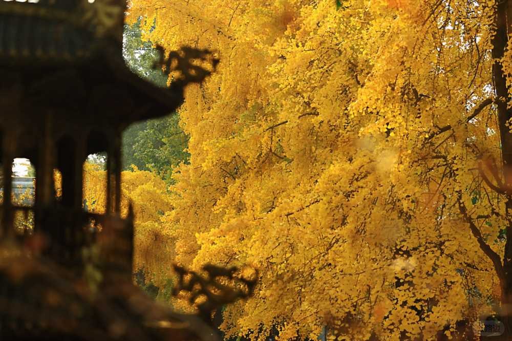 2025-12-02_18.24.57_一MA_青羊宫的银杏已到最佳观赏期_7.jpg