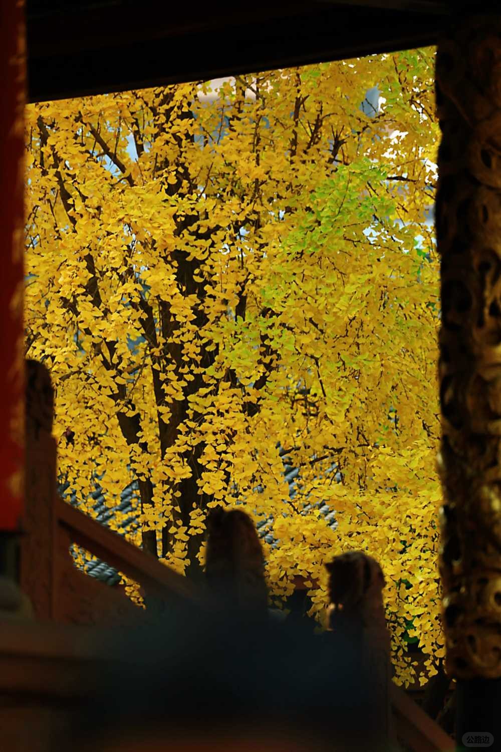 2025-12-02_18.24.57_一MA_青羊宫的银杏已到最佳观赏期_11.jpg