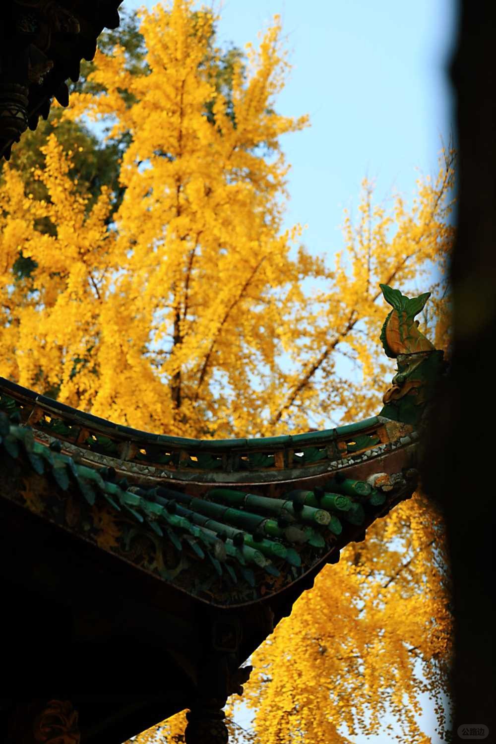 2025-12-02_18.24.57_一MA_青羊宫的银杏已到最佳观赏期_15.jpg
