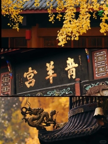 𝟏𝟐. 𝟎𝟓青羊宫实拍📍银杏浓度已达100%