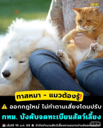 宠物主人必看！曼谷新规：2026年起养猫养狗必须登记