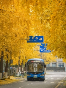 成都银杏Citywalk封神路线，一键打包秋天