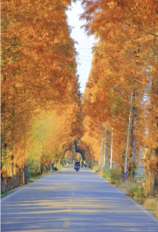 成都秋日限定｜新都宝藏小路