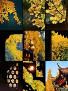 阳光下的青羊宫银杏#原来银杏最懂秋 #留住秋天的一百种方式