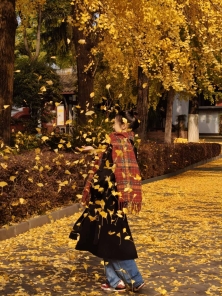 成都青羊宫的银杏进度已达99%！错过等一年