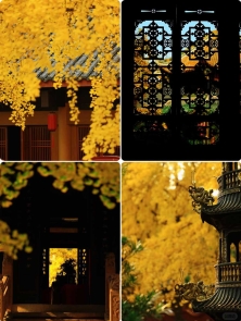 青羊宫的银杏已到最佳观赏期